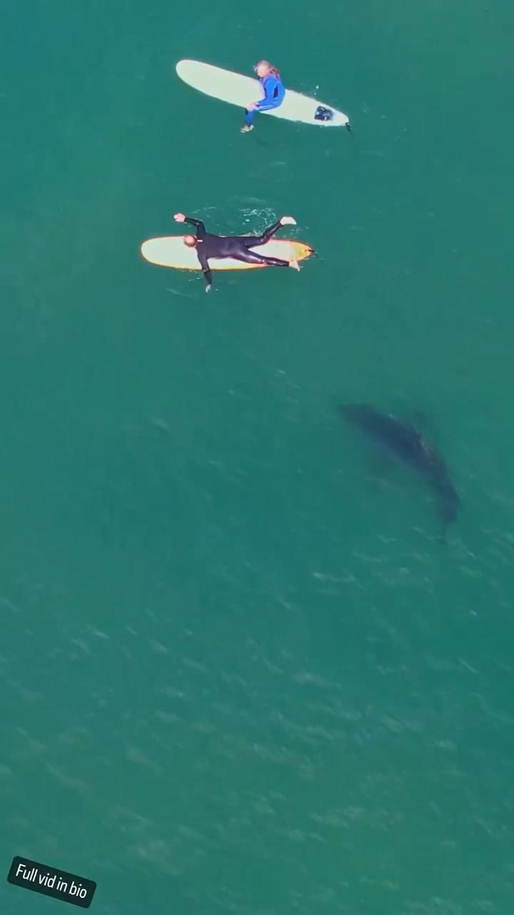 Tiburones en San Diego