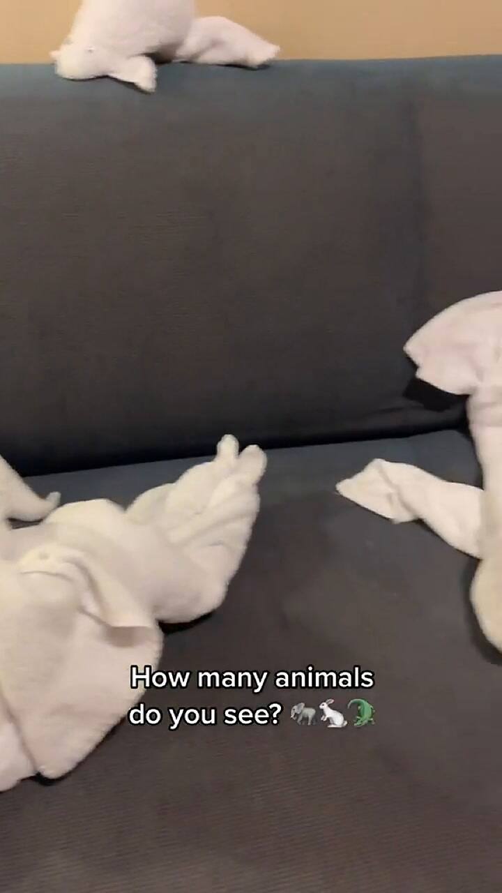 El tikoker encontró un 'zoológico' en su habitación del crucero