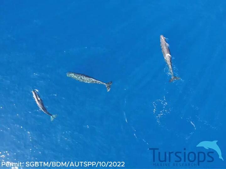 Investigadores registraron el nacimiento de un cachalote