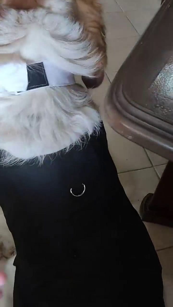 Un perrito se volvió viral al asistir a la boda de sus dueños