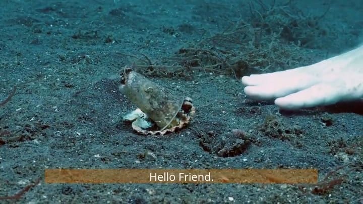 El pulpo que vivía en un vaso de plástico - Fuente: YouTube