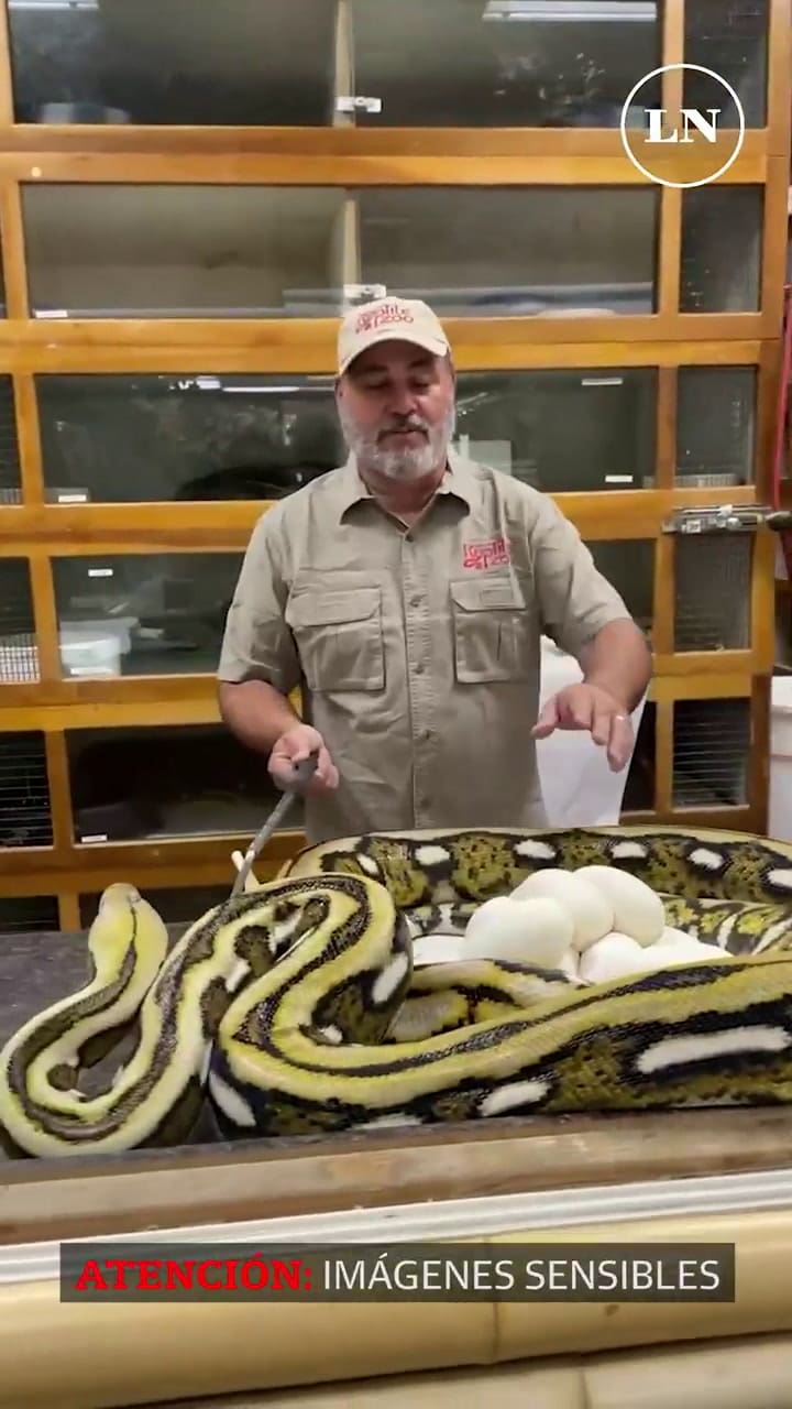 Una enorme pitón le muerde la cara al cuidador mientras manipulaba sus huevos