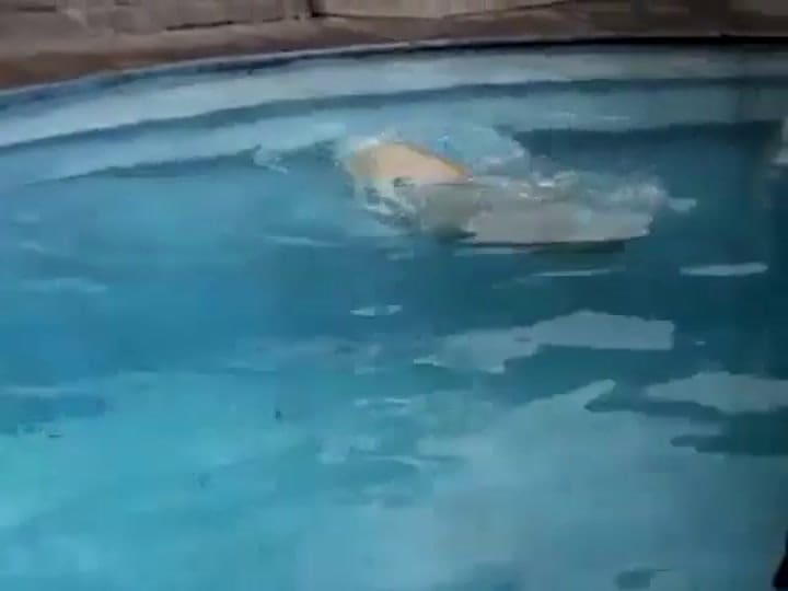 Murió Winner, el último oso polar del Zoo (YouTube / TheClarita1984)