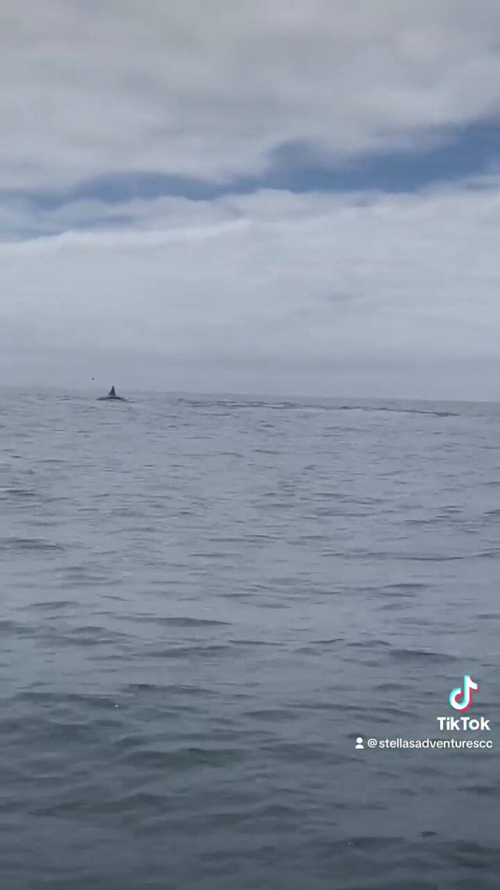 Así fue la pelea entre ballenas y orcas en el mar de California