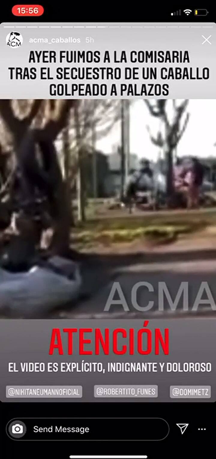 Rescatan a un caballo luego de ser atado a un árbol y ferozmente golpeado