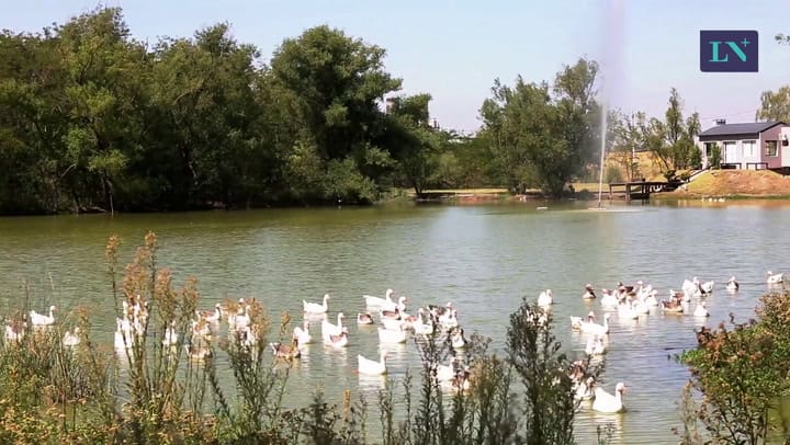 Cómo viven los gansos de Palermo en el Ceamse