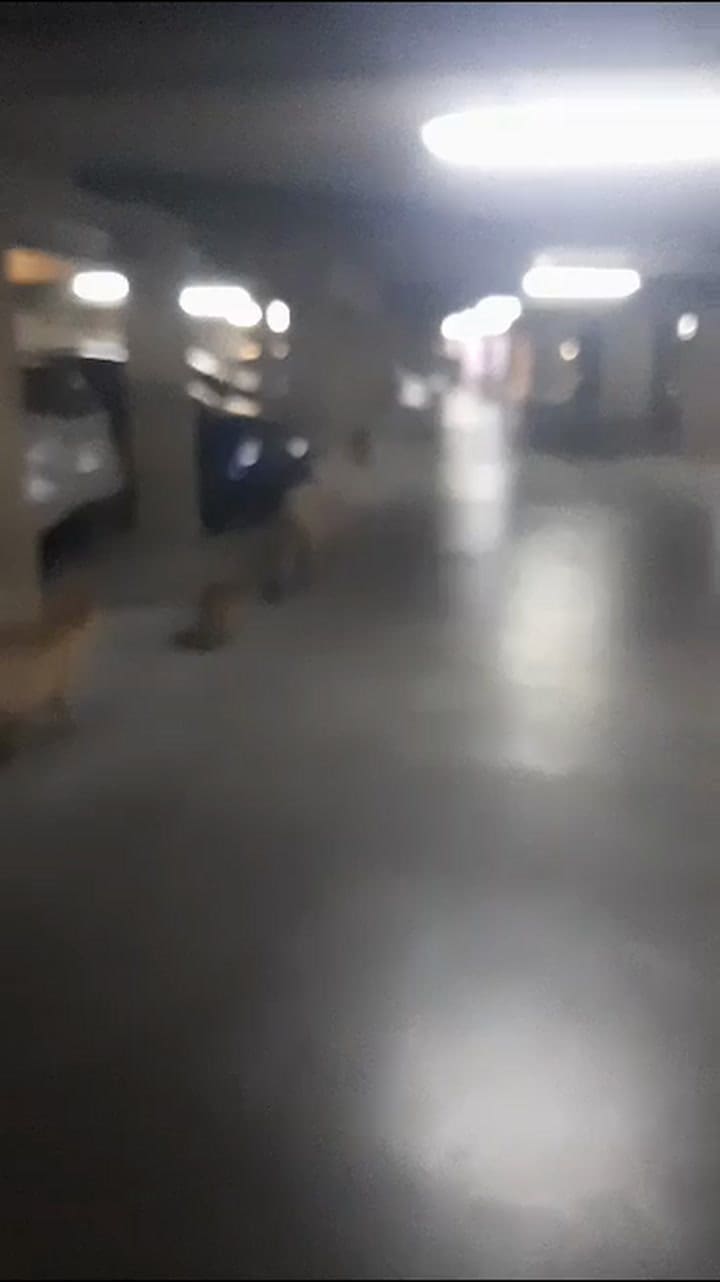 Carpinchos en un estacionamiento de Nordelta