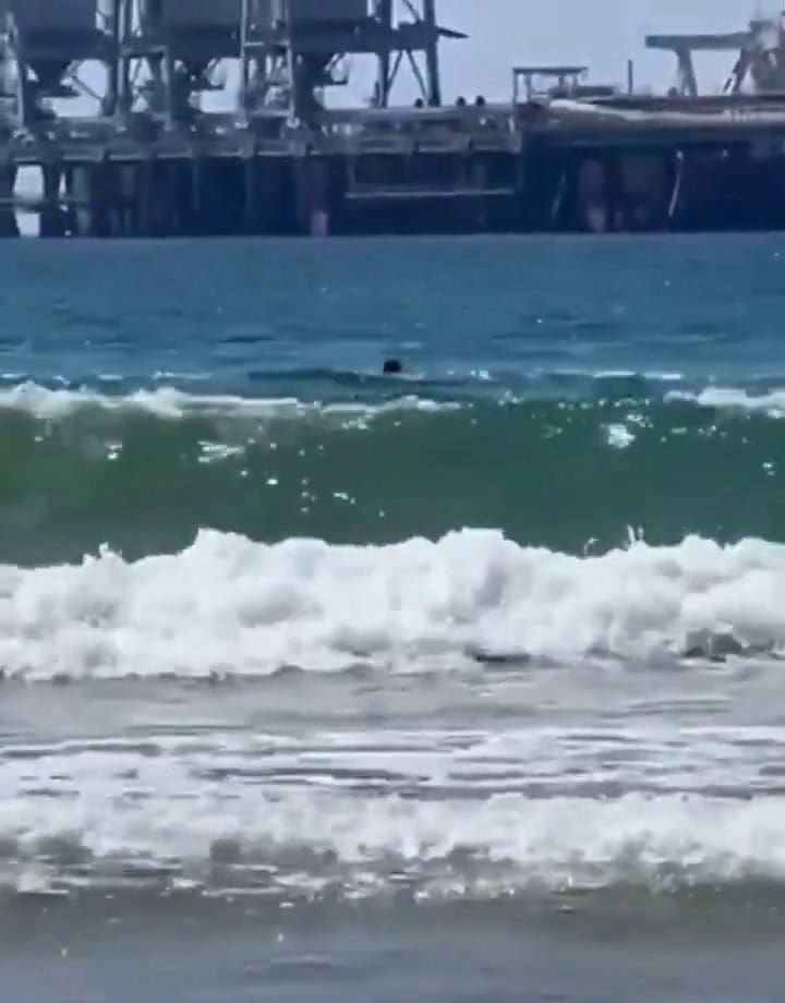 Así fue el ataque del tiburón a un hombre (Video: X @JNS_org)