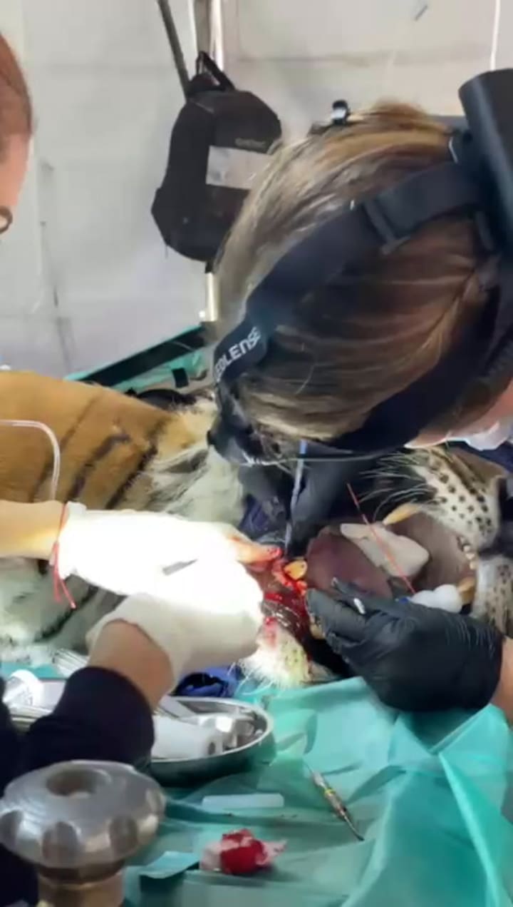 Cirugía odontológica a uno de los tigres