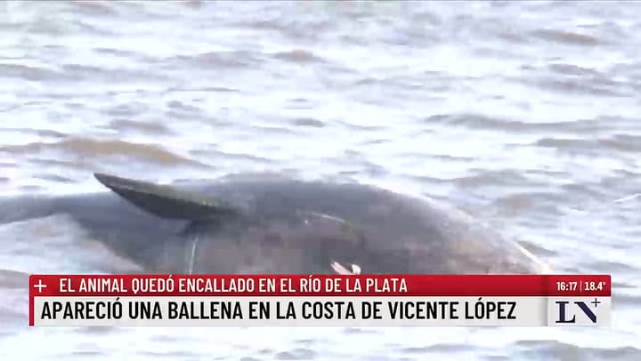 Aparecio una ballena en la costa de Vicente Lopez