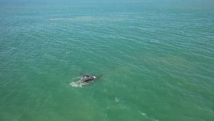 Espectáculos de ballenas frente a Mar del Plata