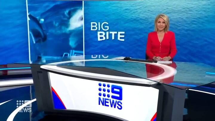 El encuentro del tiburón blanco con una familia australiana