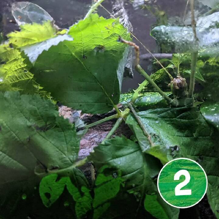 Un zoo de EEUU te propone encuentrar 9 insectos en 20 segundos