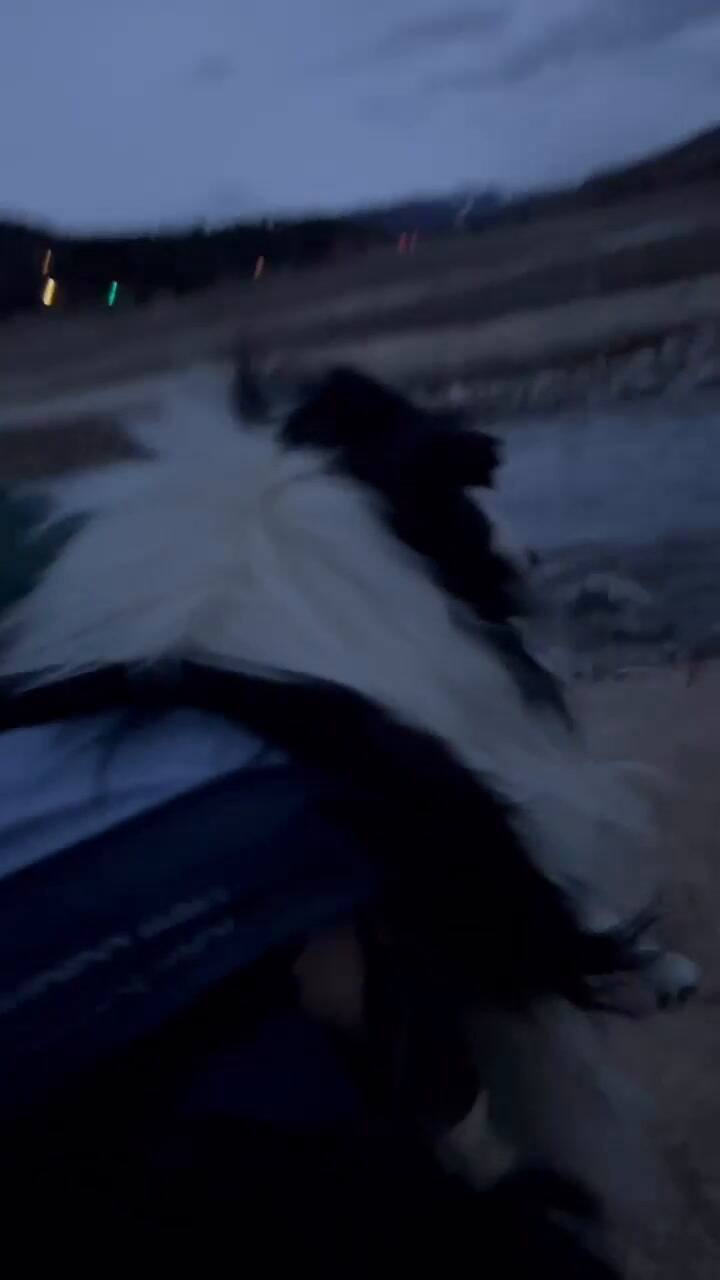 Encontraron al perro tras haber estado perdido