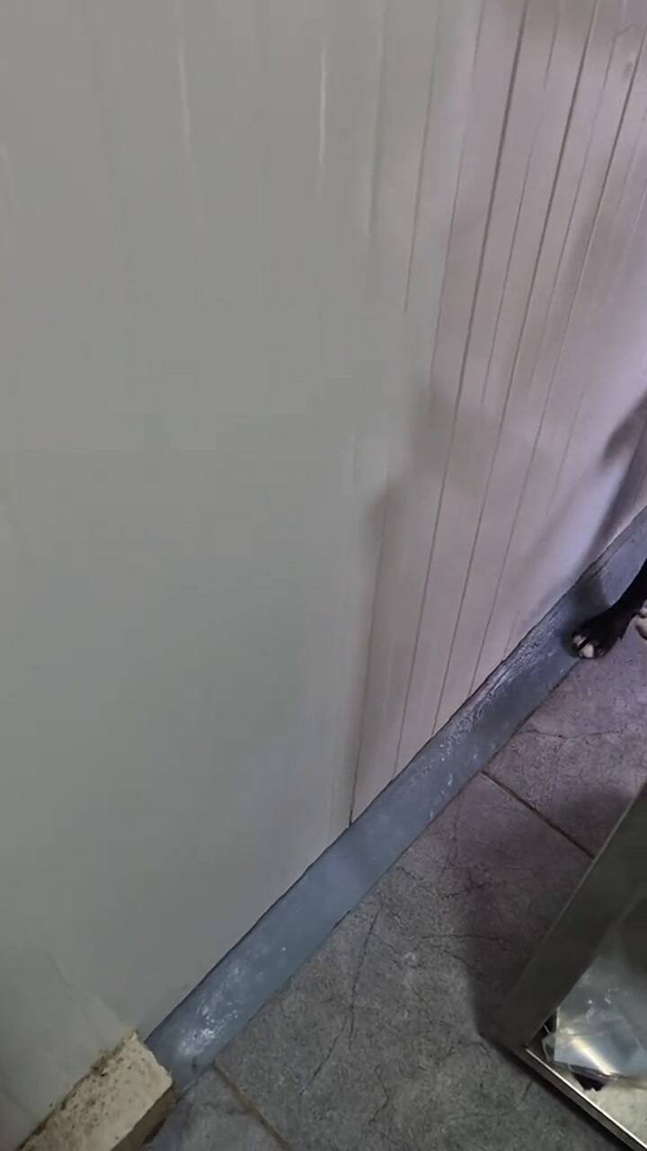 La historia de este perro emocionó a los usuarios