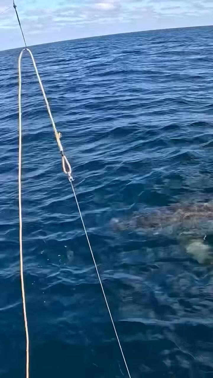 El tiburón blanco gigante que asombró a todos
