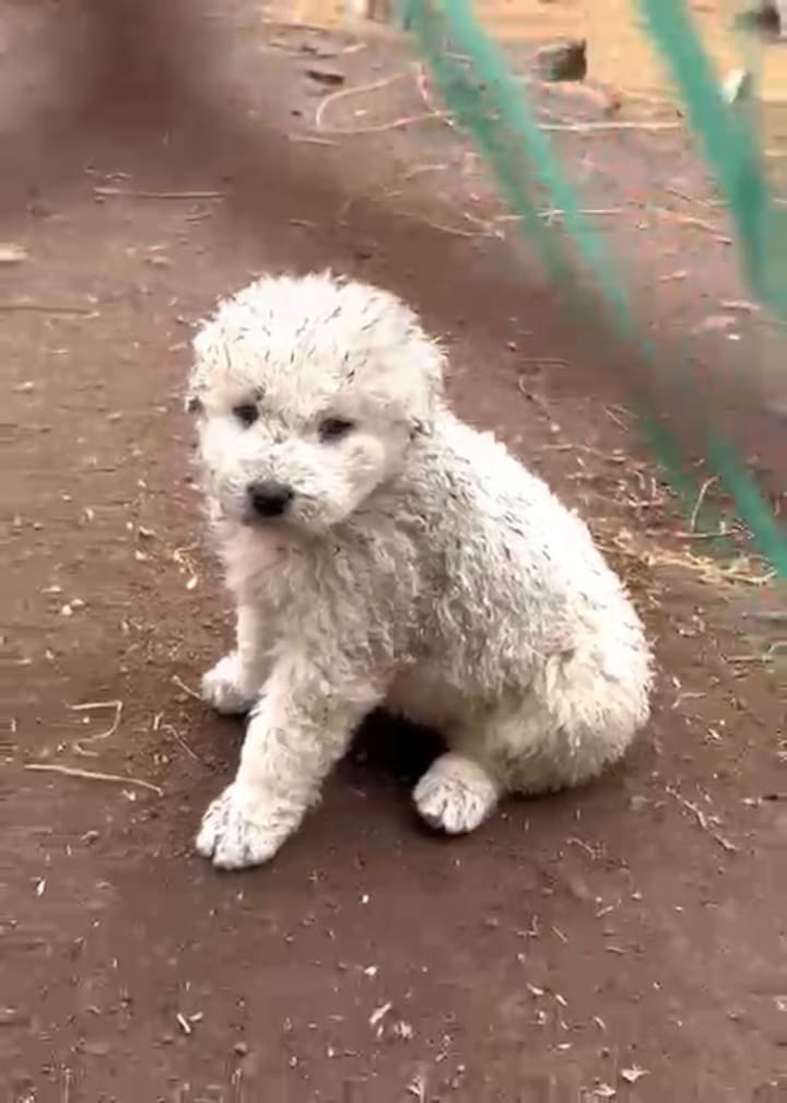 perros que acompañan a los pumas en Pumakawa