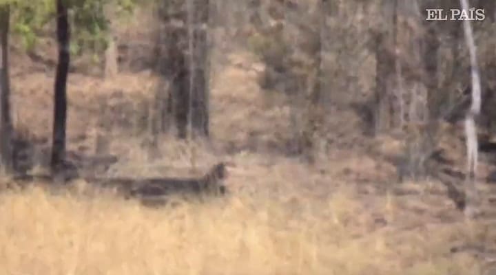 La pelea entre un tigre de bengala y una osa - Fuente: El País