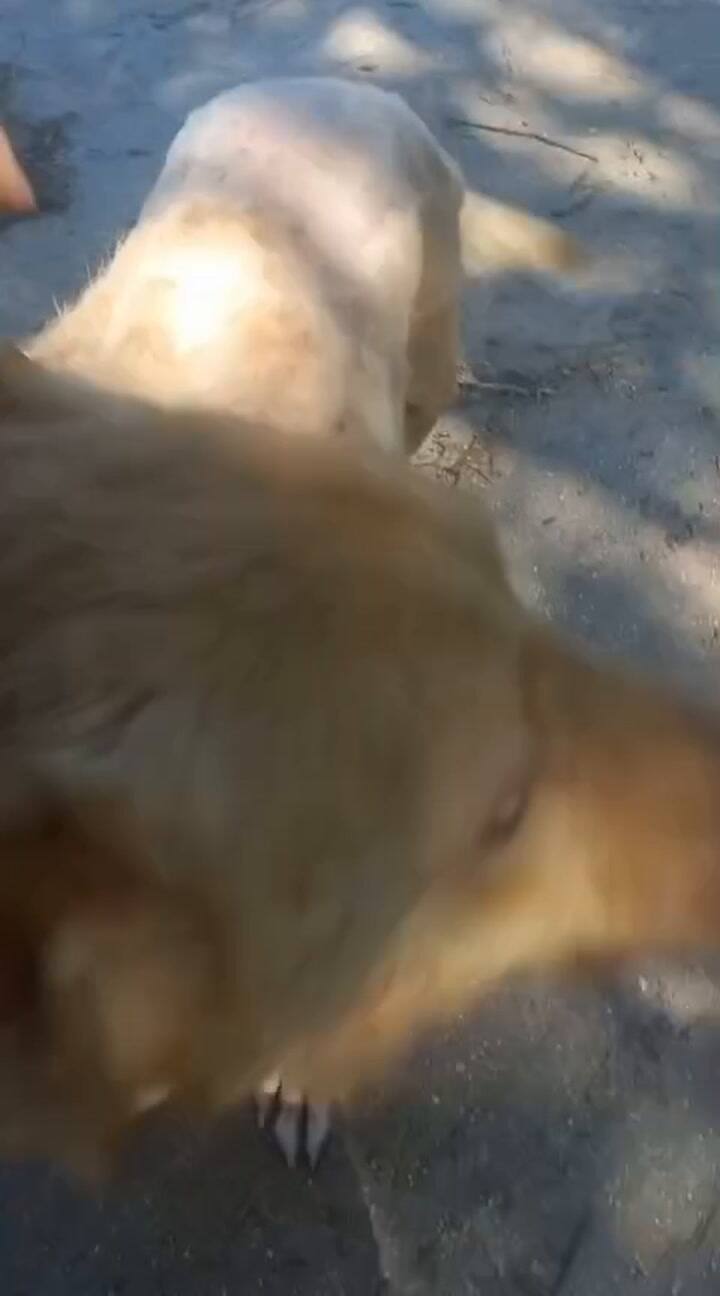 Pelusa se recupera favorablemente