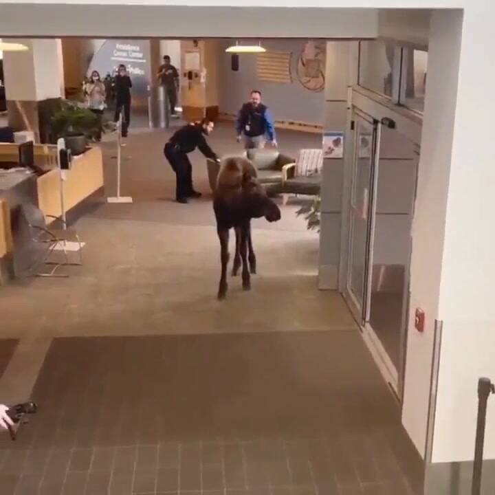 El alce fue acorralado por el personal de seguridad