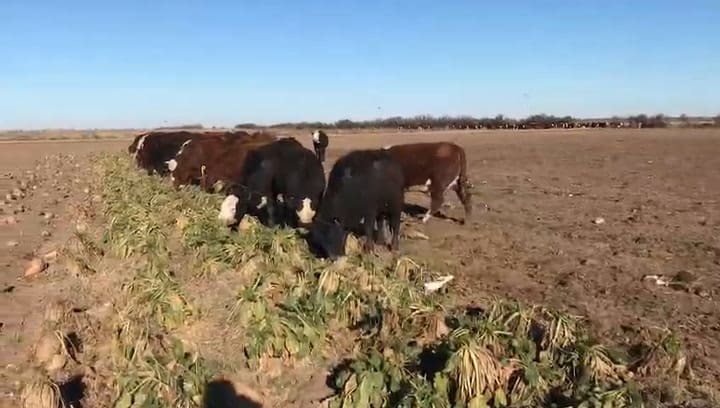 Así se alimenta el ganado con la remolacha forrajera