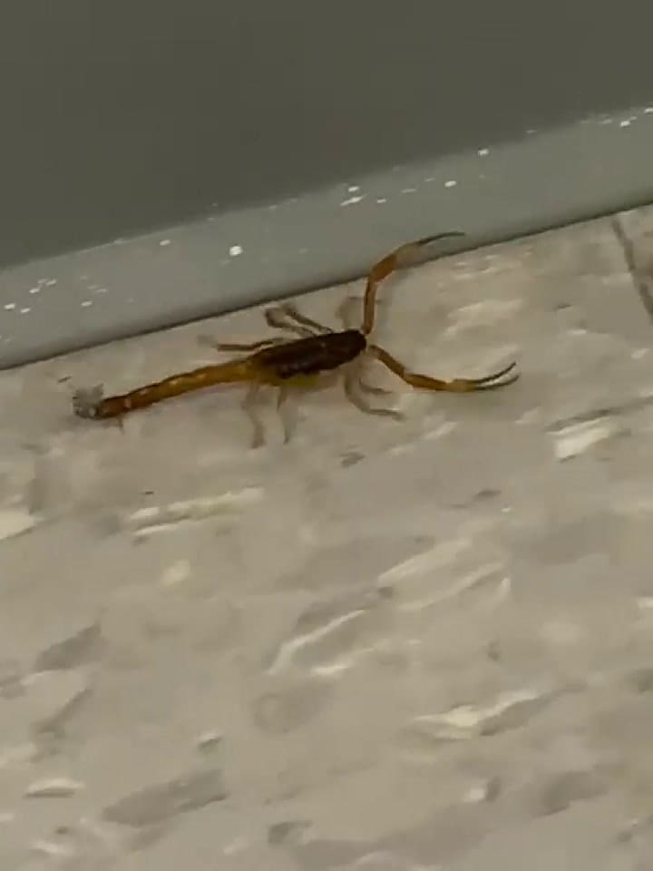 Alacrán hallado en la Escuela 'Lengüitas'