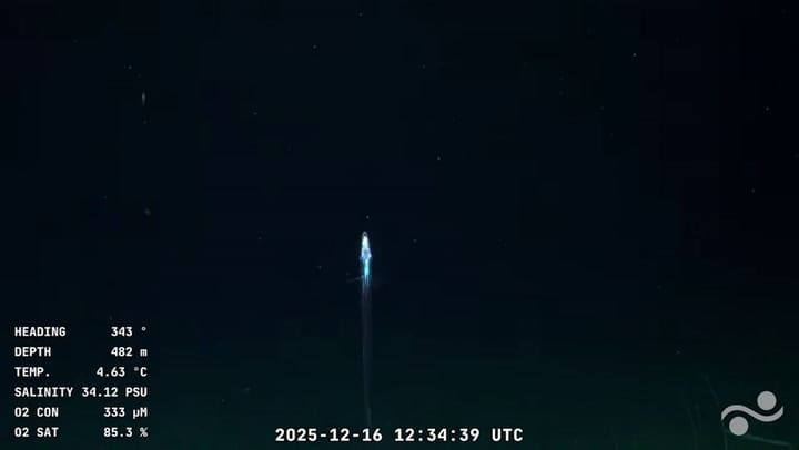 Pescado cohete marino