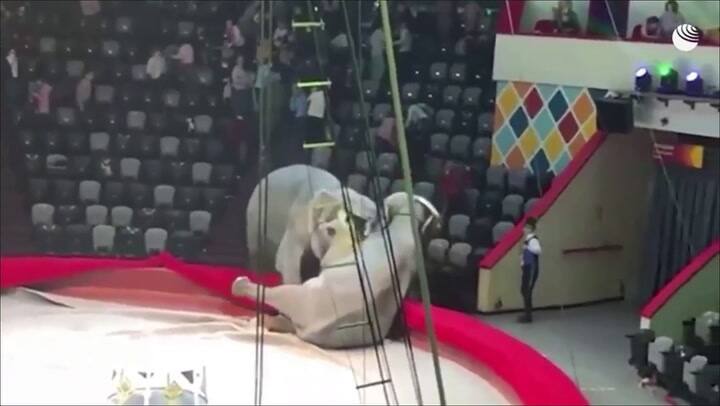 Dos elefantes se pelearon en un circo de Rusia - Crédito: Agencia RIA Novosty