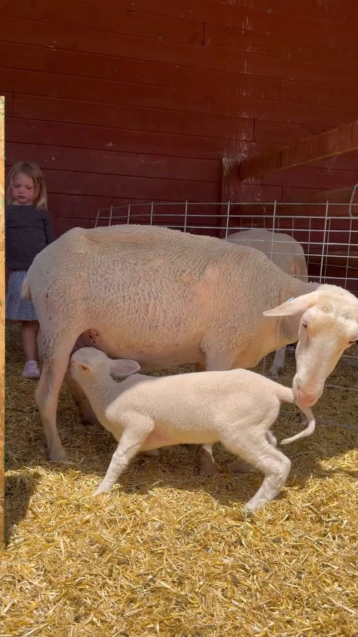 Ballerina Farm la influencer que vive de lo que produce en la granja