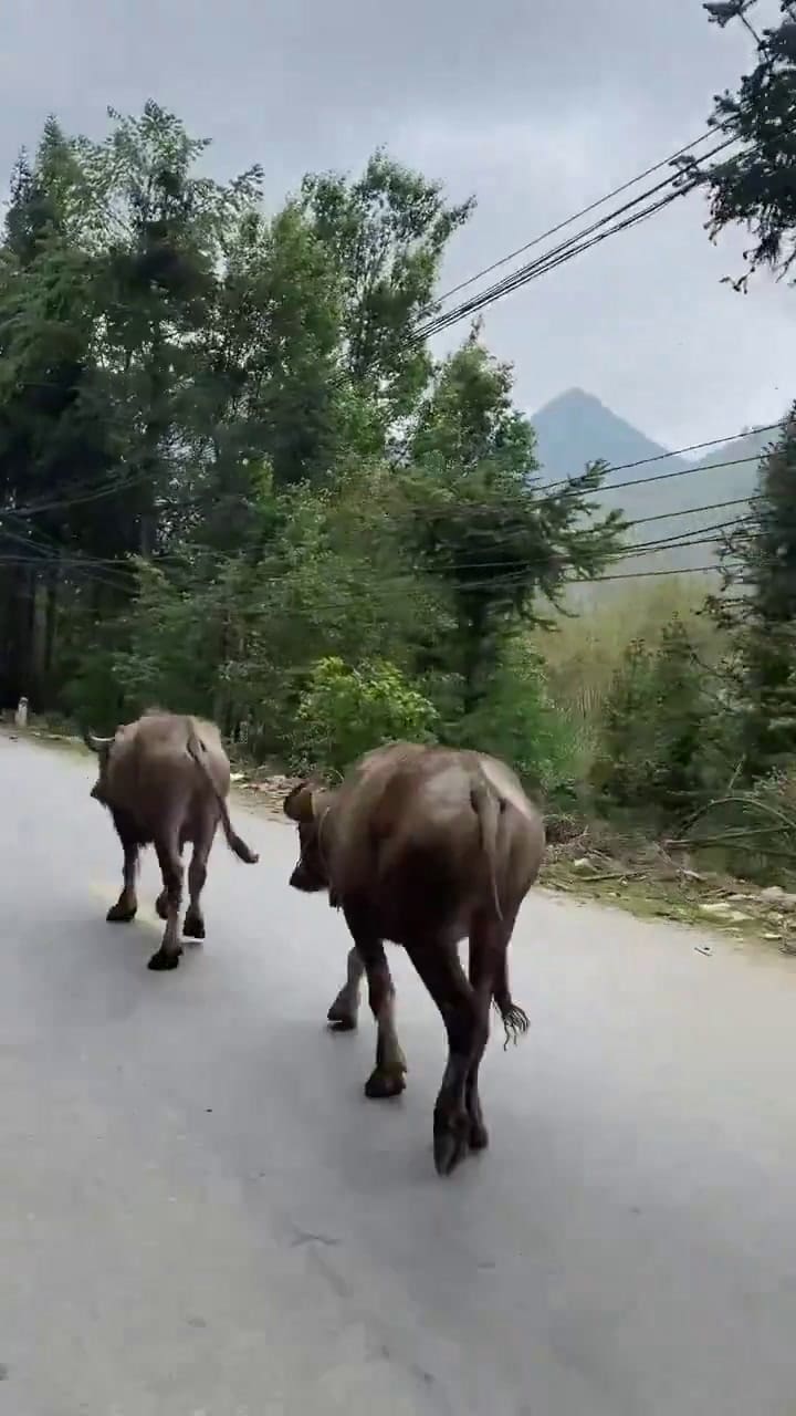 El último video que Juliana publicó en redes sociales