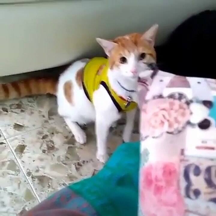 Mono, el gato viral que grita los goles de Colombia - Fuente: Youtube