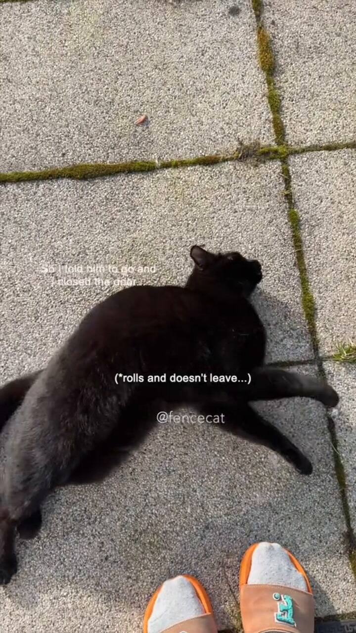 La historia del triángulo amoroso felino que tiene a millones de usuarios de TikTok expectantes