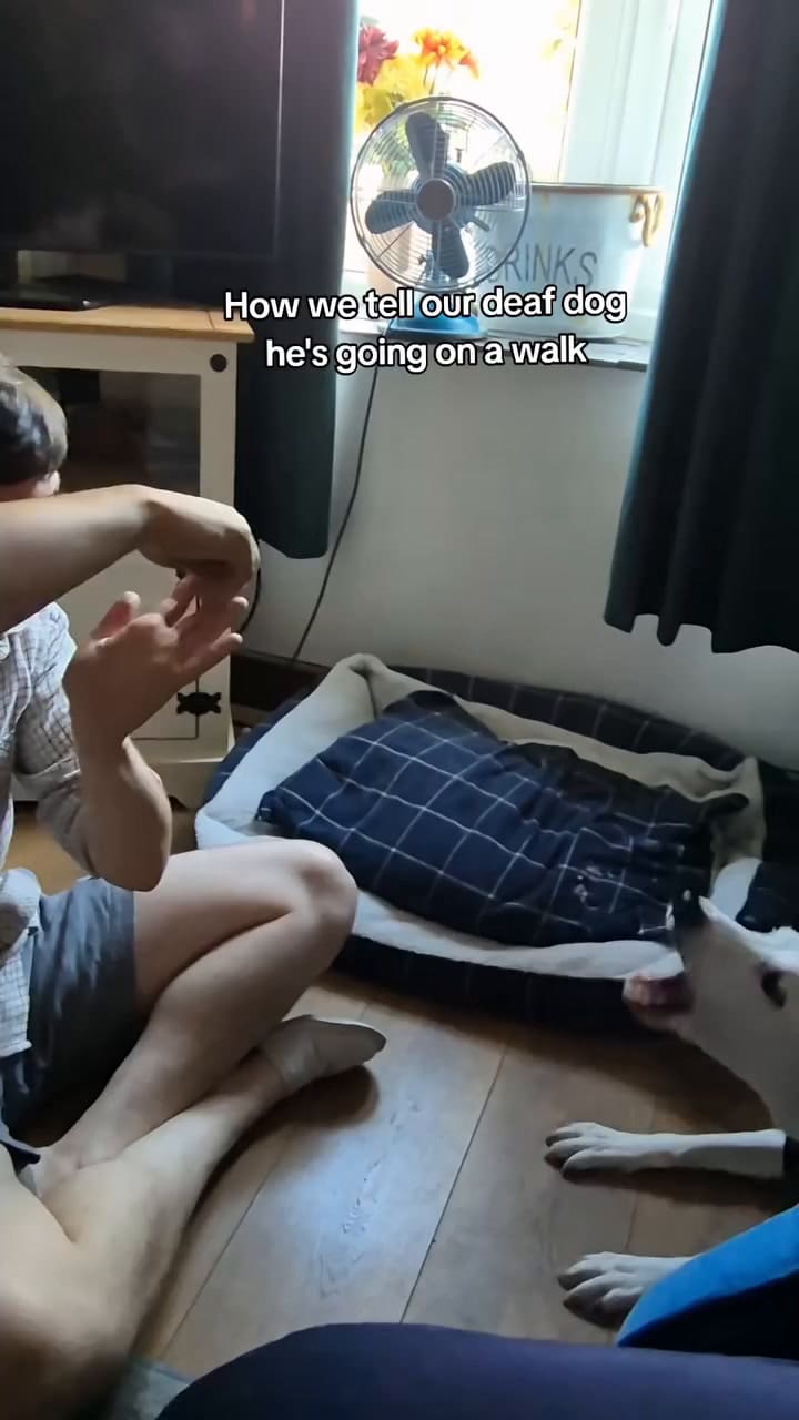 La reacción de un perro sordo al ver la seña para salir a pasear conmovió a miles en redes