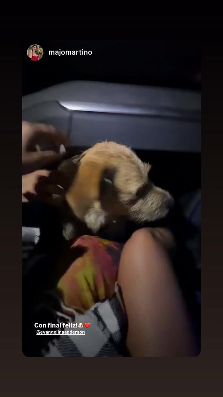 El final feliz para la historia del perro perdido