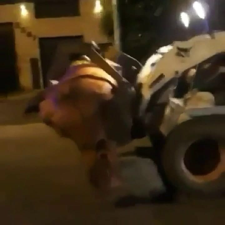 La indignación de un activista que registró el traslado del animal - Fuente: IG