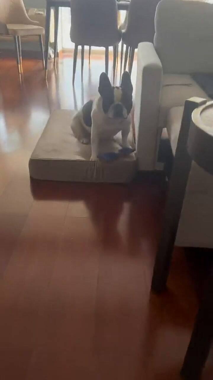 Los divertidos videos del perro