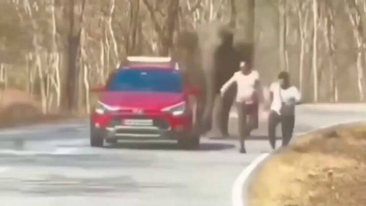 Intentaron sacarse una selfie con un elefante pero este los persiguió de manera agresiva