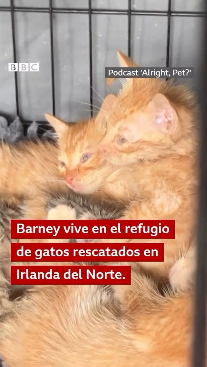 La historia de Barney Bubble, el gato narigón que vive en Irlanda del Norte (Video: BBC)