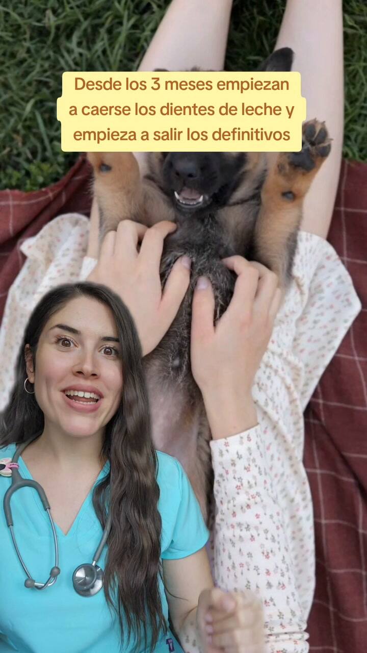 Una veterinaria revela el error dental que la mayoría de los dueños de perros comete
