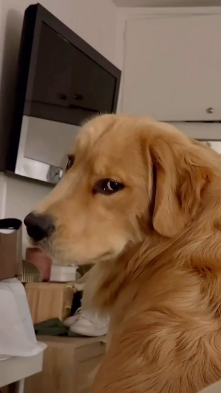 Perrito se hace viral por hacer la misma sonrisa de Jim Carrey