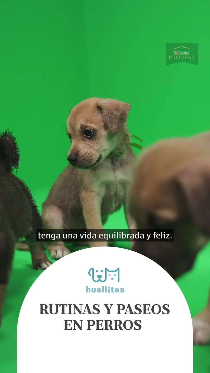 Rutinas y paseos en perros