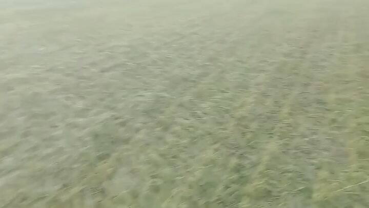 El maíz no resistió la piedra: lotes arrasados