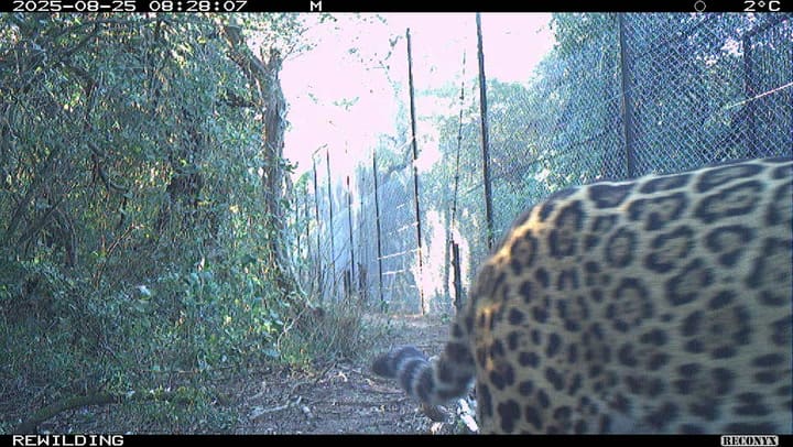 25-08-25 De Dia, Camina Con Malla