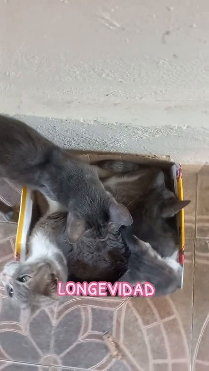 Cinco razones científicas por las que los perros viven más que los gatos