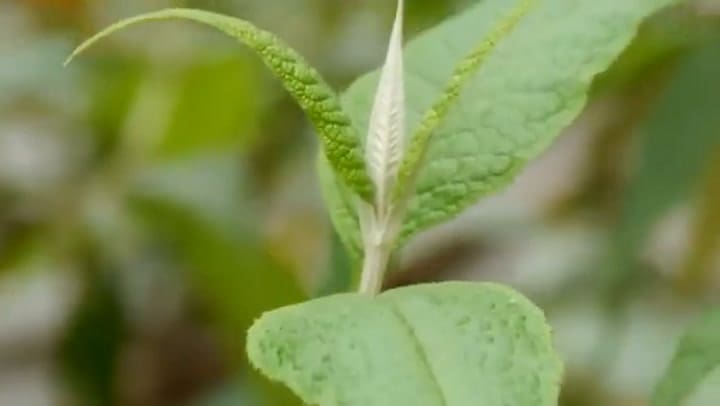 PLANTA MATICO Propiedades, BENEFICIOS, Cómo Tomarla Y Contraindicaciones