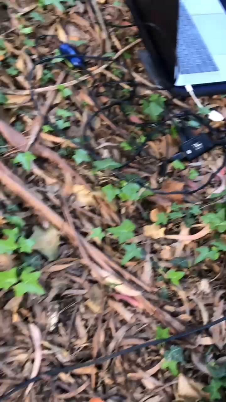 Martín Primo, artista que hace música con árboles 1