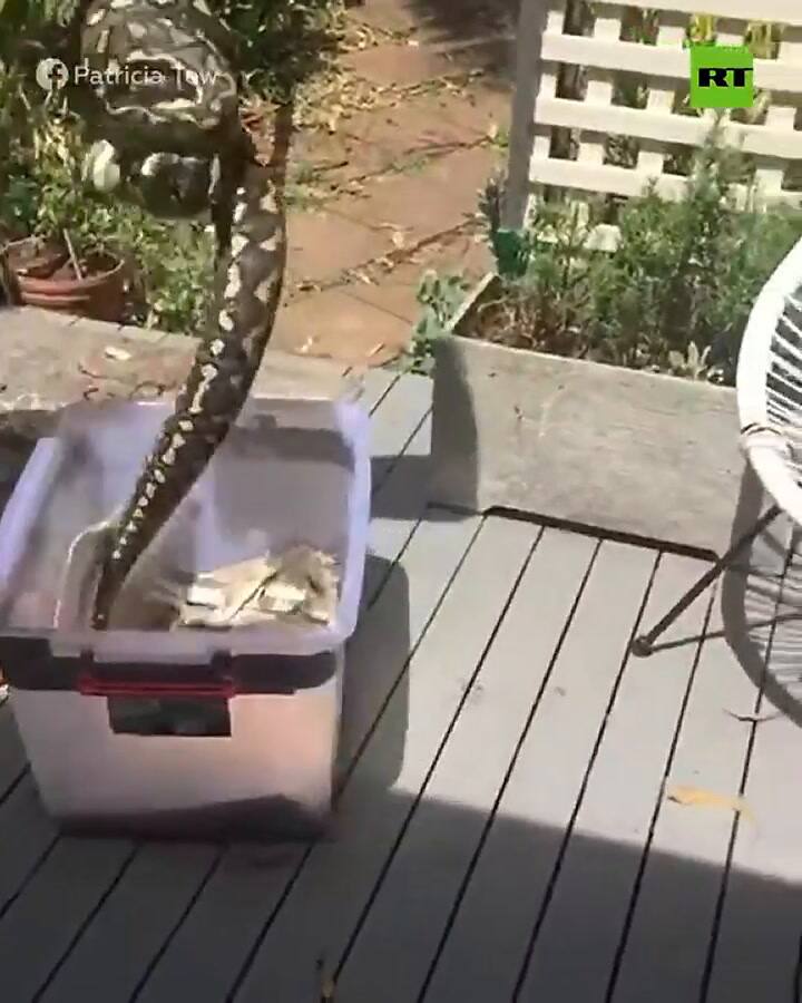 Una mujer logró atrapar una serpiente y meterla en una caja - Fuente: Actualidad RT