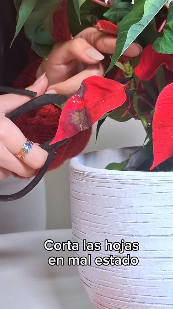 Cómo cuidar la poinsettia