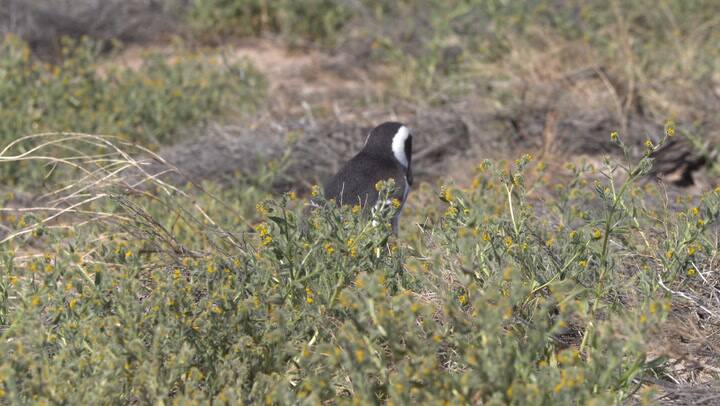 Llegada de un ejemplar de Magallanes a la isla Tova