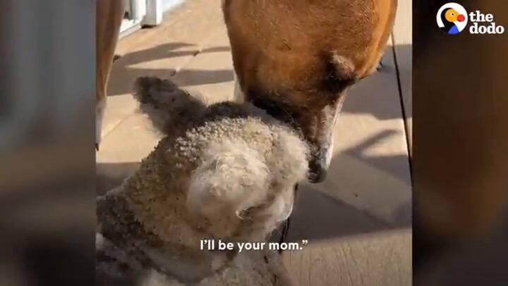 La tierna historia de Max, un perro que adoptó a una cordera abandonada